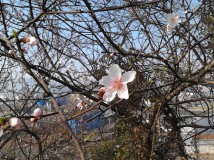 桃花开了