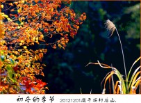 初冬的季节