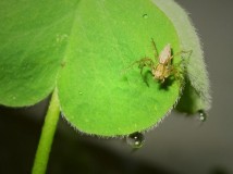 蜘蛛与水珠