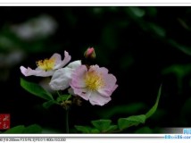 花.叶,草(2)