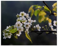 梨花开过之后