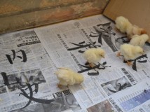 养鸡的乐趣