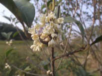 芙蓉桂花相争艳