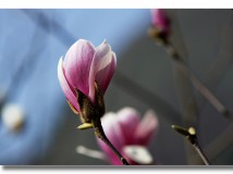 春来花枝俏
