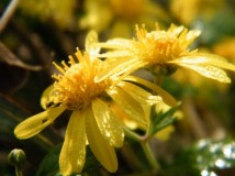 野菊花