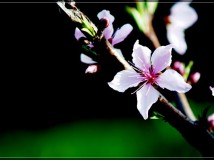 桃花满园开