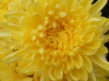 本期主题《花》
