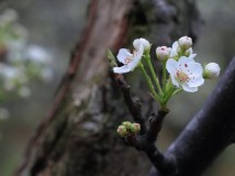 清明小长假去白箬岙梨园 游玩、欣花、拍花是最佳机会