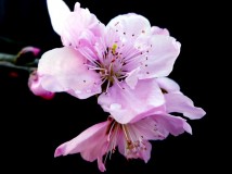 桃花笑在春风里
