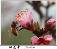 春天里的花（二）