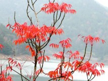 红叶