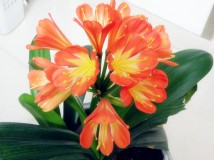 花开花落又一年！