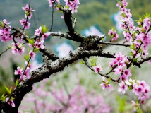 多彩桃花