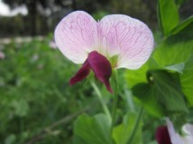蚕豆花