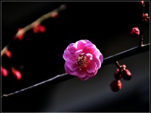 能仁寺寻梅