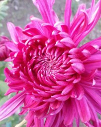 鲜花