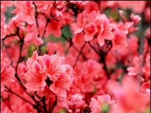 上保山的杜鹃花