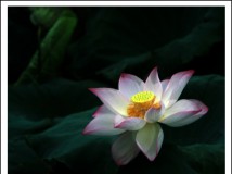 立体荷花一幅