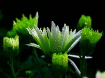 上午去植物园逛了一下
