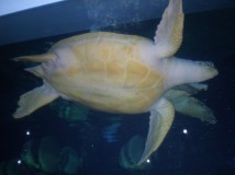 海龟飞了