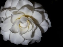 山茶花