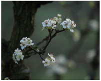 春天里的花之（三）