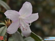 小菜学摄
