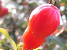 石榴花