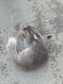 【街拍】白眉