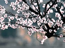 春花烂漫时