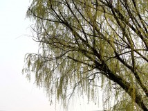 春天的杨柳、柳条