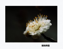 寒梅报春