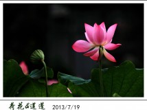 荷花新作（20130719）