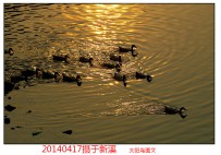 水鸭子