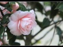 粉红色山茶花（正名：劳拉夫人）
