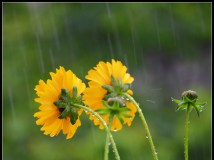夏雨