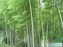 竹林