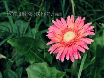 夏日七夕之随拍