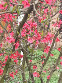 花花