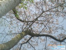 东塔樱花